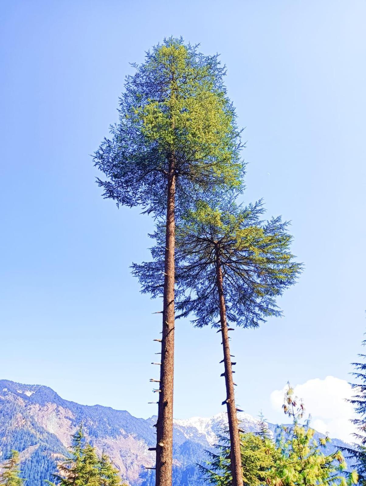 Forest View Cottage Jibhi Dış mekan fotoğraf